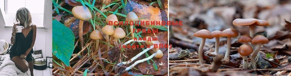 дистиллят марихуана Дмитриев